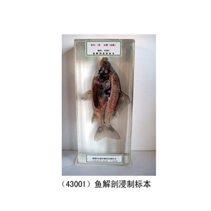 Fish anatomical immersion specimen