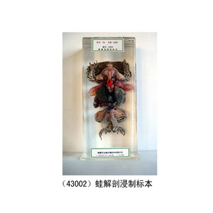 Frog anatomy immersion specimen