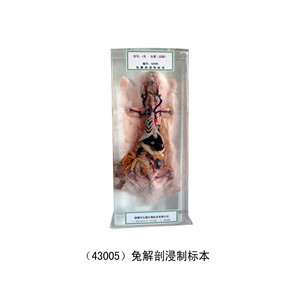 兔解剖浸制标本