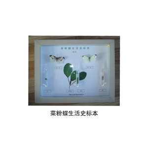 菜粉蝶生活史标本