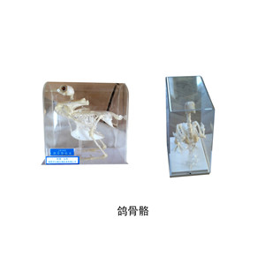 鸽骨骼