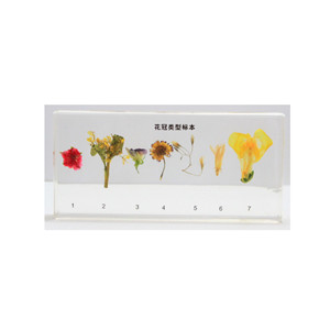 花冠标本