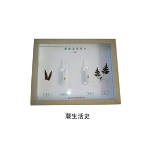 蕨生活史