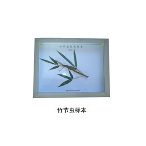 竹节虫标本