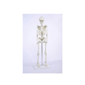 Children skeletal model